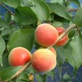 特選 “紅南高”　５ｋｇ入り