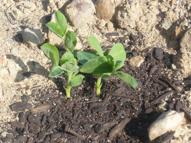 画像: 今年も『紀州うすい』えんどう豆の芽が出ました。